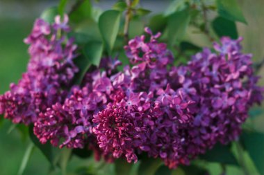 Yeşil yapraklı yeşil arka planda çiçek açan güzel bir leylak ağacı.