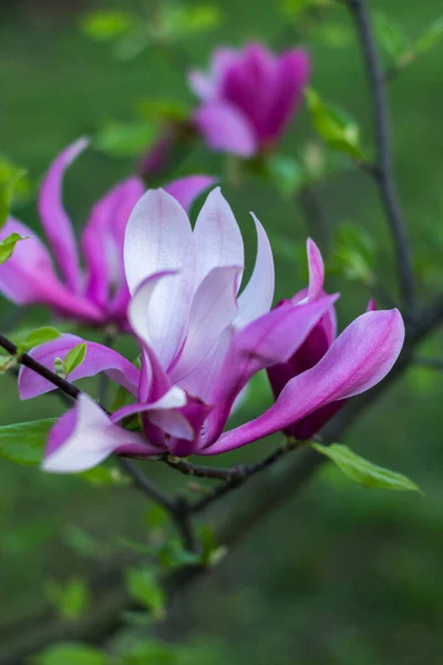 Gentle flowering magnolia purple color in spring garden on green background
