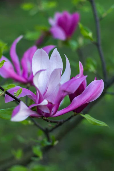 Gentle flowering magnolia purple color in spring garden on green background