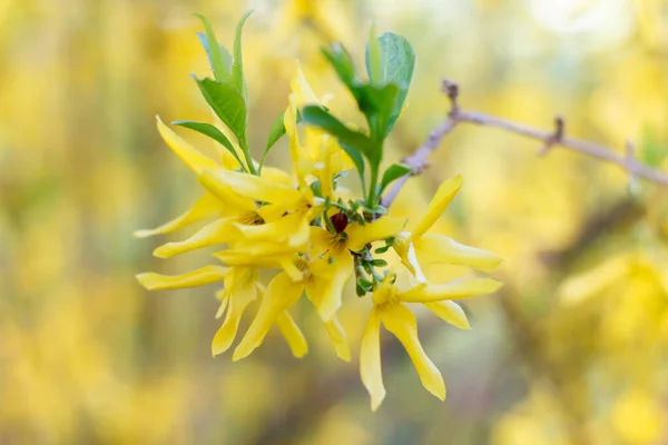 Ярко Желтый Цветущий Куст Медового Дерева — стоковое фото