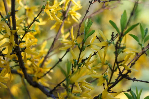 Brightly Yellow Blossoming Bush Honey Tree — Stock Photo, Image