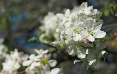 Güzel bahar çiçekleri açan kiraz ağacı, arka planda beyaz çiçekler.