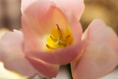 Pembe çiçek ve lale yapısı yakın plan, kabak, çiçek mantarı, polen.