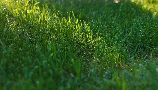 浓密的绿色多汁草长在阳光下的草坪上 — 图库照片