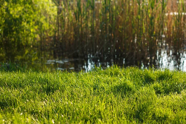 Kalın Yeşil Sulu Çimenler Baharda Nehir Kamışın Yanında Yetişir — Stok fotoğraf