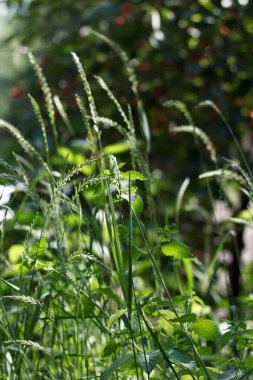 Çiçek yeşili tarlası - güneş ışınlarıyla çimlerin üzerindeki orman çimleri