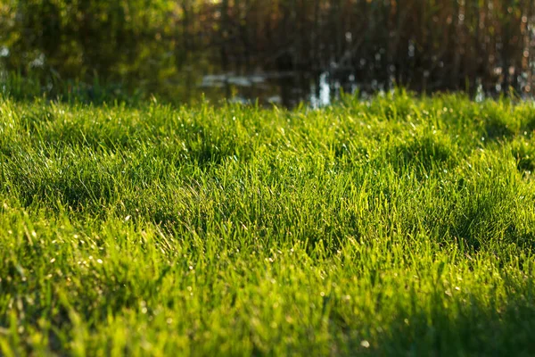 Густая Зеленая Сочная Трава Растет Лужайке Солнечном Свете — стоковое фото