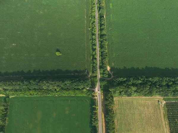 Aerial top down green field with crossing road