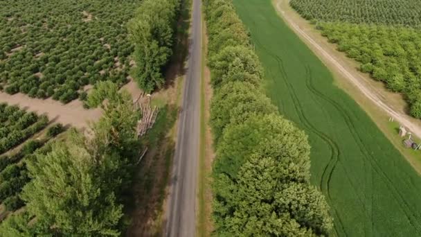 Повітряна Панорама Автомобіля Їзда Дорозі Яка Веде Між Зеленими Візерунками — стокове відео