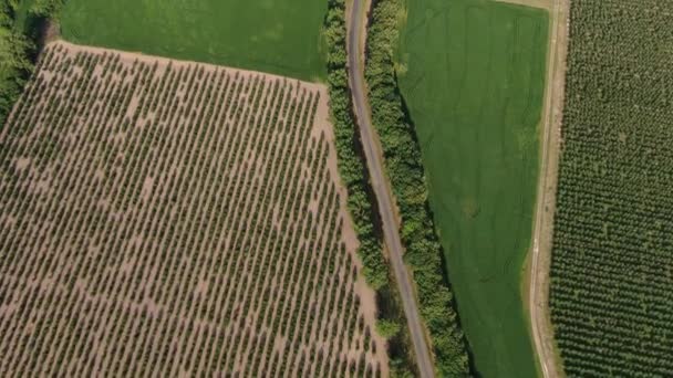 Flygfoto Över Bilen Att Körning Väg Som Leder Mellan Gröna — Stockvideo