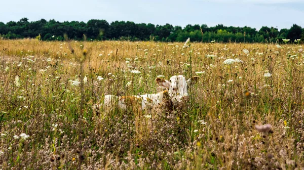 Borjú egy nyári legelőn. Sárga fű a mezőn — Stock Fotó