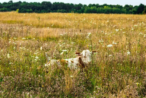 Borjú egy nyári legelőn. Sárga fű a mezőn — Stock Fotó