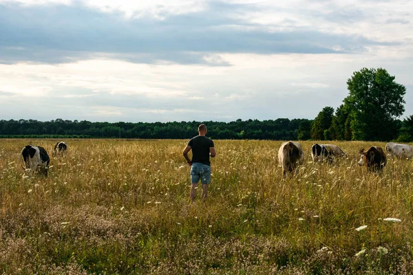 Tehenek a nyári legelőn. Sárga fű a mezőn — Stock Fotó