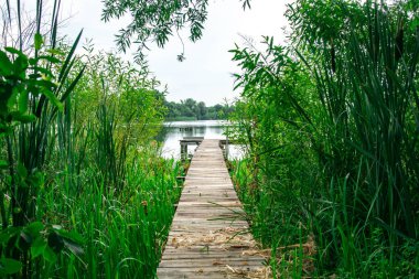Ağaçlar yeşil kamışların arasından göle doğru yürür.