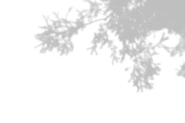 하얀 벽 위의 나무 가지들이 더 하여 지고. 사진 오버레이 또는 레이아웃에 대 한 흑백 여름 배경 — 스톡 사진
