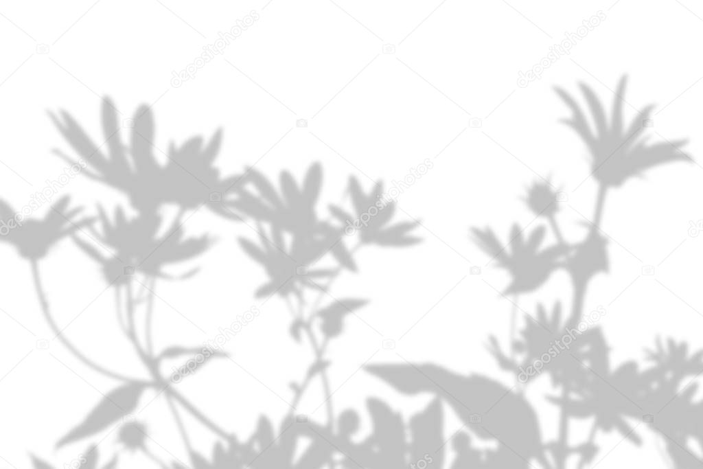 The shadow of an exotic wild plant on a white wall. Black and white summer background for photo overlay or mockup.