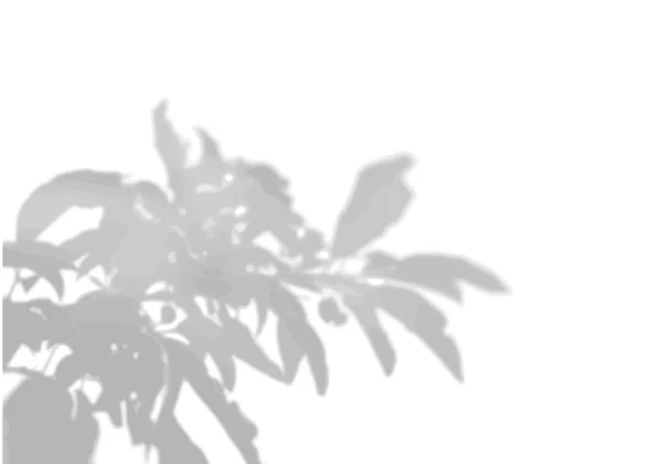Az egzotikus növények árnyéka a fehér falon. A bazsarózsa levelei. Fekete-fehér kép fotó overlay vagy mockup — Stock Vector