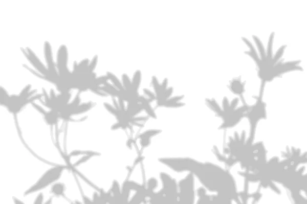 De schaduw van de exotische planten op de witte muur. Kamille. Zwart-wit afbeelding voor foto overlay of mockup — Stockvector