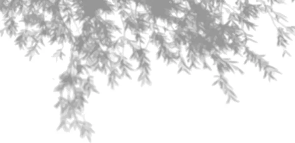 Skuggan av de exotiska växterna på den vita väggen. Trädblad. Svart och vit bild för foto överlägg eller mockup — Stock vektor