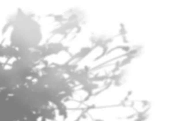Sommar bakgrund skuggor av löv grenar på en vit vägg. Suddig svart-vit bild att lägga på ett foto eller mockup. — Stockfoto