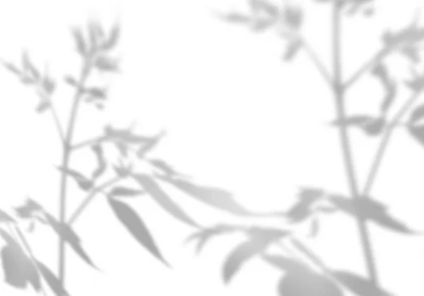 Summer background of shadows of leaf branches on a white wall. Blurry black-and-white image to overlay on a photo or mockup. — 스톡 사진