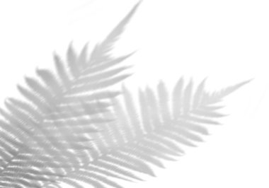 Beyaz bir duvardaki yaprak dallarının gölgelerinin yaz arkaplanı. Fotoğraf ya da modelleme üzerine koymak için bulanık siyah-beyaz resim.