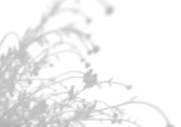 Fundo de verão de sombras de ramos de folha em uma parede branca. Imagem em preto e branco borrada para sobrepor em uma foto ou maquete . — Fotografia de Stock