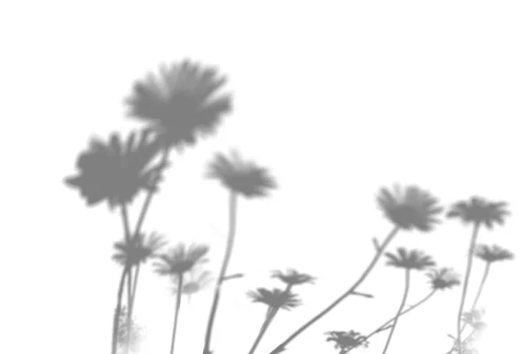 Літній фон тіней листяних гілок на білій стіні. Розмите чорно-біле зображення для накладання на фотографію або макет . — стокове фото