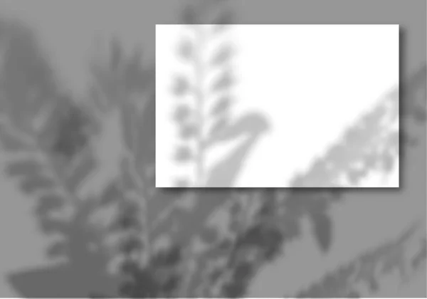 Uma folha de papel branco sobre um fundo cinza. Mockup com sobreposição de sombras de fábrica. A luz natural lança a sombra de plantas de campo e flores de cima — Fotografia de Stock