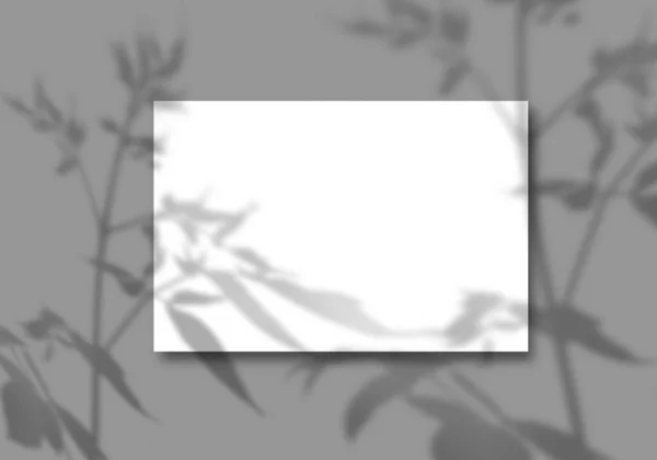 Egy fehér papírlap szürke háttérrel. Mockup növényi árnyalatokkal. Természetes fény veti árnyékát szántóföldi növények és virágok felülről — Stock Fotó