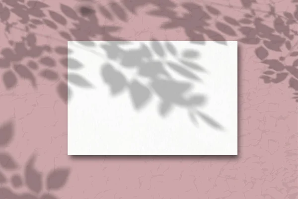 Feuilles de papier texturé blanc sur fond rose. Maquette avec superposition d'ombres végétales. La lumière naturelle projette l'ombre des plantes des champs et des fleurs d'en haut — Photo