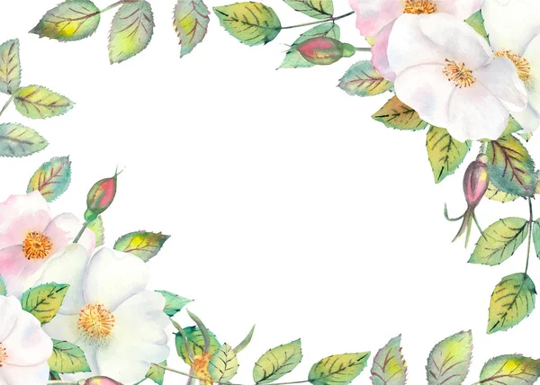 Λευκά άνθη αγριοτριανταφυλλιάς, κόκκινα φρούτα, πράσινα φύλλα, σύνθεση σε οριζόντιο πλαίσιο σε λευκό απομονωμένο φόντο. Εικονογράφηση διανύσματος — Διανυσματικό Αρχείο