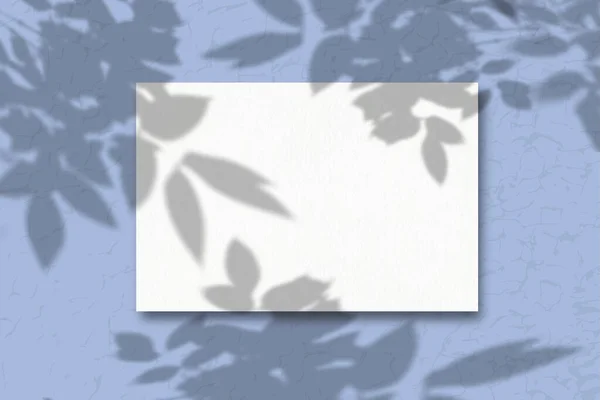Egy fehér papírlap, kék háttérrel. Mockup növényi árnyalatokkal. Természetes fény veti árnyékát szántóföldi növények és virágok felülről — Stock Fotó