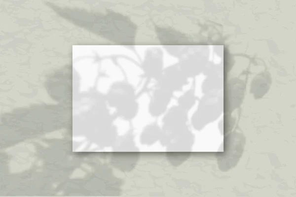 灰色の壁の背景に白いテクスチャ紙の水平A4シート 植物の影とモックアップオーバーレイ 畑の植物や花の上から自然光が影を落とす — ストック写真