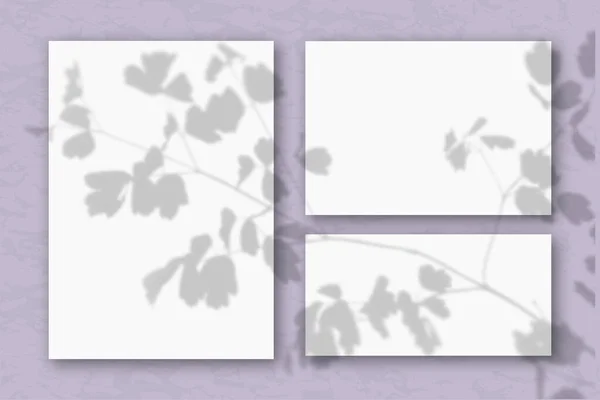 几片水平和垂直的白色纹理纸贴在淡紫色的墙上 英译汉 自然光从田间植物和花卉的顶部投射出阴影 — 图库照片