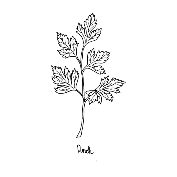 Baharatlı otlar bahçede yetişir. Maydanoz. Vektör illüstrasyonu elle çizilir. Doodle tarzı