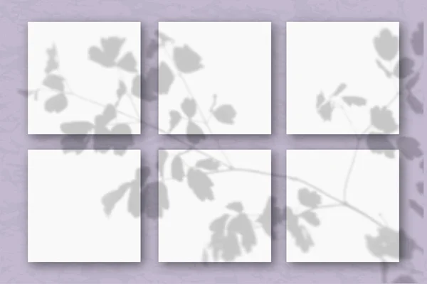6平方的白色纹理纸贴在淡紫色的墙上 用植物的影子把模型盖起来 自然光从田间植物和花卉的顶部投射出阴影 平躺在地上 俯瞰四周 — 图库照片