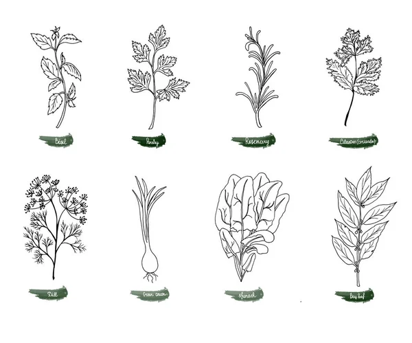 Набор Вкусных Пряных Трав Еды Векторная Иллюстрация Нарисована Вручную Стиле — стоковый вектор