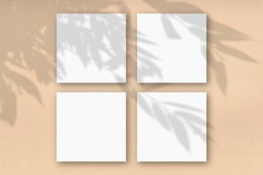 Bej bir duvara karşı 4 kare beyaz desenli kağıt. Bitkilerin gölgeleriyle örtüşüyor. Doğal ışık ağacın yapraklarından gölgeler salıyor. Düz yatış, üst görünüm