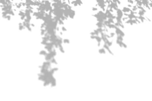 Schaduw Van Plant Witte Muur Zwart Wit Zomer Achtergrond Voor — Stockfoto