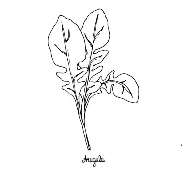 Baharatlı otlar. Arugula. İzole edilmiş beyaz bir arka plandaki bitkinin görüntüsü. Vektör illüstrasyonu elle çizilir. Doodle tarzı