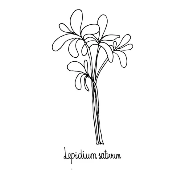 Erbe aromatiche. Lepidium sativum. Immagine di una pianta su uno sfondo bianco isolato. L'illustrazione vettoriale è disegnata a mano. Stile Doodle — Vettoriale Stock