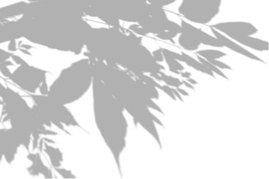 Beyaz duvardaki bitkinin gölgesi. Fotoğraf kaplaması veya maketi için siyah ve beyaz yaz arkaplanı.