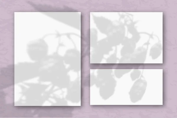 几片水平和垂直的白色纹理纸贴在淡紫色的墙上 用植物的影子把模型盖起来 自然光从田间植物和花卉的顶部投射出阴影 — 图库照片