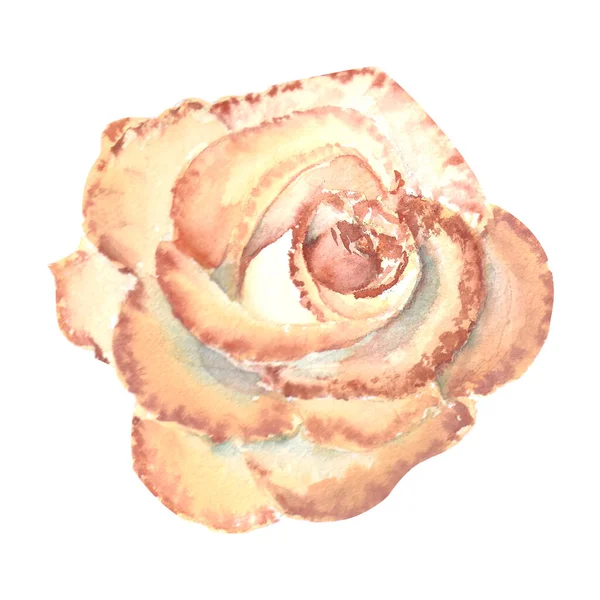 Peach Colored Rose Open Bud Watercolor Illustration Clipart Isolated White — Stock Photo, Image