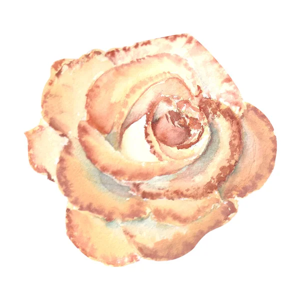 Rosa Cor Pêssego Bud Aberto Ilustração Aquarela Clipart Isolado Fundo — Fotografia de Stock