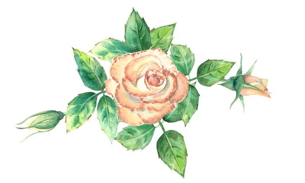 Barack Rózsák Zöld Levelek Nyitott Zárt Virágok Egy Csokor Virág — Stock Fotó