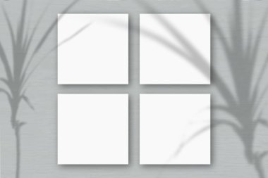 Gri duvar zemininde 4 kare beyaz desenli kağıt. Bitkilerin gölgeleriyle örtüşüyor. Doğal ışık, tropikal bir bitkinin gölgesini oluşturur. Düz yerde, üst tarafta. Yatay