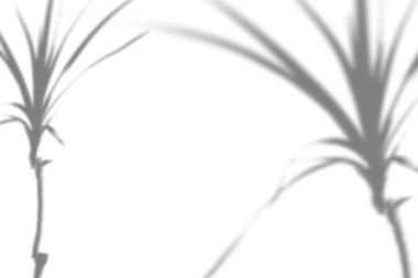 Beyaz bir duvardaki tropikal bitki gölgelerinin yaz arkaplanı. Bir fotoğraf ya da tasarımı üst üste yerleştirmek için beyaz ve siyah