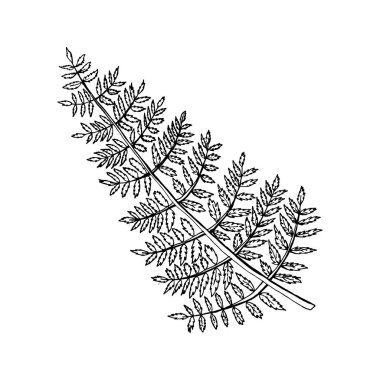 Eğrelti otu yaprağı, taslak. Beyaz izole edilmiş arka planda siyah bir çizgi. Vektör Doodle çizimi